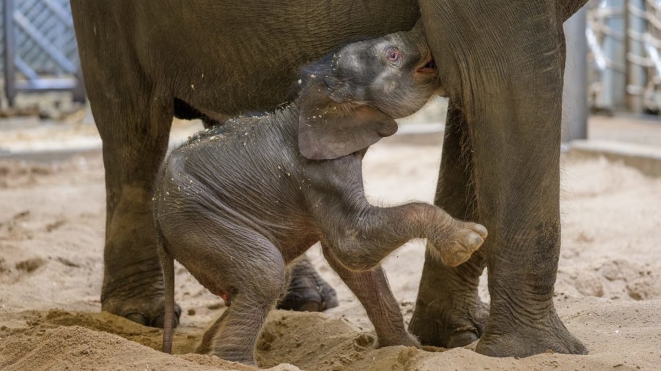 Mladé slůně ze Zoo Praha